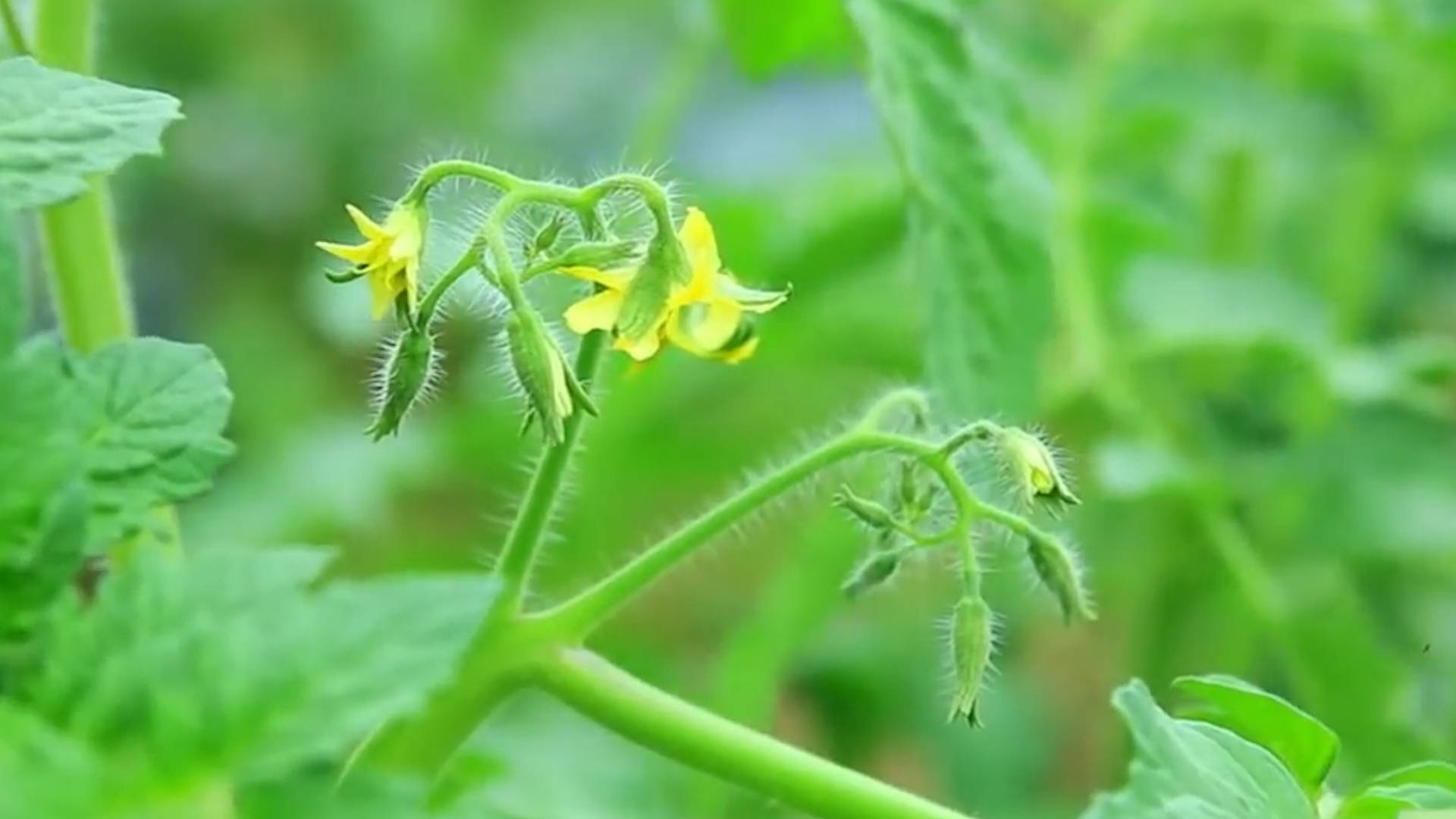 該死的“重茬”怎么辦？來看看咋解決