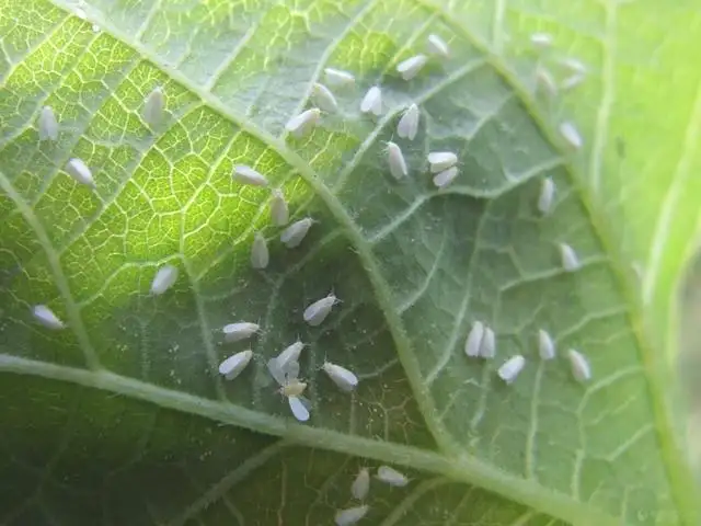 白粉虱，推薦五種防治方法！